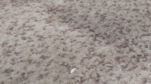 Dirty Brown Carpet 1 PBR Material