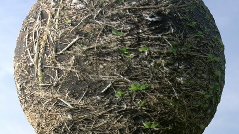 Forest Ground 31 PBR Material