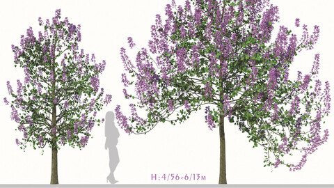 Set of Paulownia Tomentosa Tree (Princess tree) (2 Trees) ( 3Ds MAX - Blender - Cinema4D - FBX - OBJ )