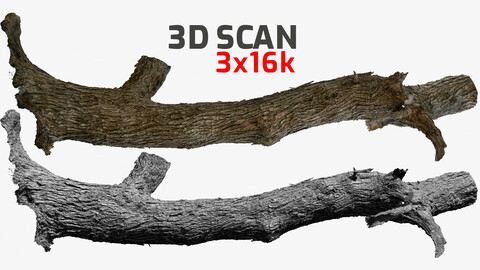 Tree Trunk #9  3D scan 3x16k \ 2x8k Textures OBJ FBX Blender Maya 3Ds-Max