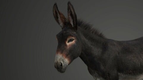 Donkey Summer Animated | VFX Grace
