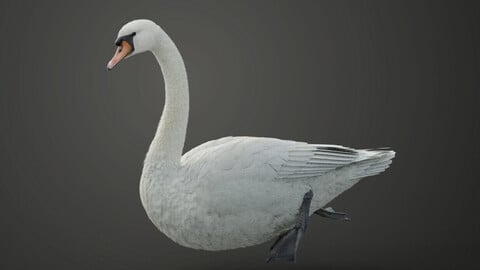 Mute Swan Animated | VFX Grace