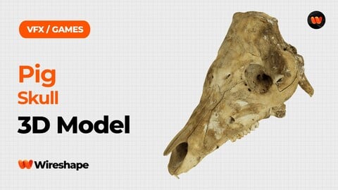 Pig Skull Raw Scanned 3D Model