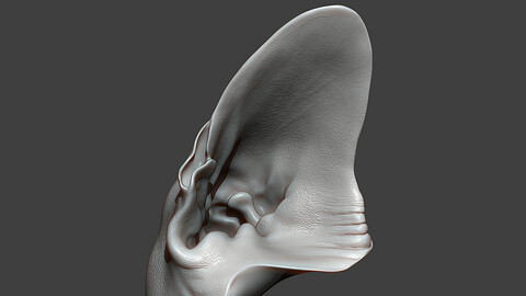 Cat Ear Highpoly Sculpt