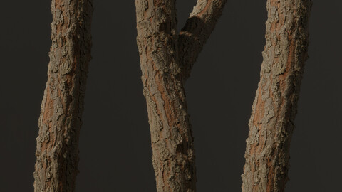 Coniferous Tree Bark - Vol.2