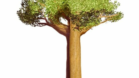 Resource-Plant Baobab