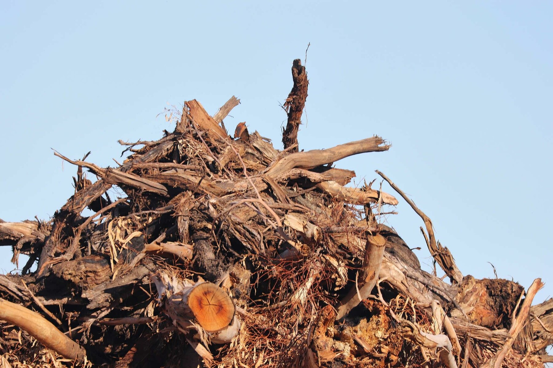 ArtStation - 34 photos of Wood Piles | Resources