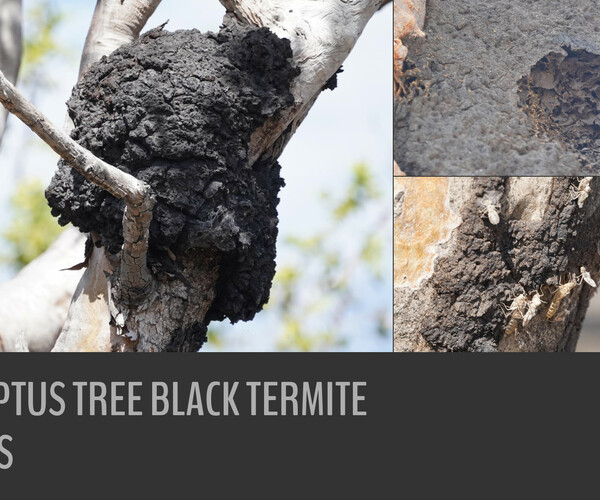 ArtStation 174 photos of Eucalyptus Tree Black Termite Mounds Resources