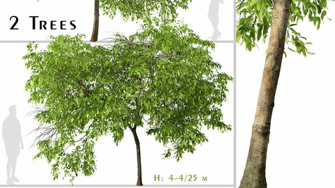 Set of Magnolia champaca Tree ( Champak ) (2 Trees) ( 3Ds MAX - Blender - Unreal Engine - Cinema4D - FBX - OBJ )