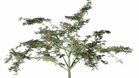 Resource-Plant Acacia retinodes