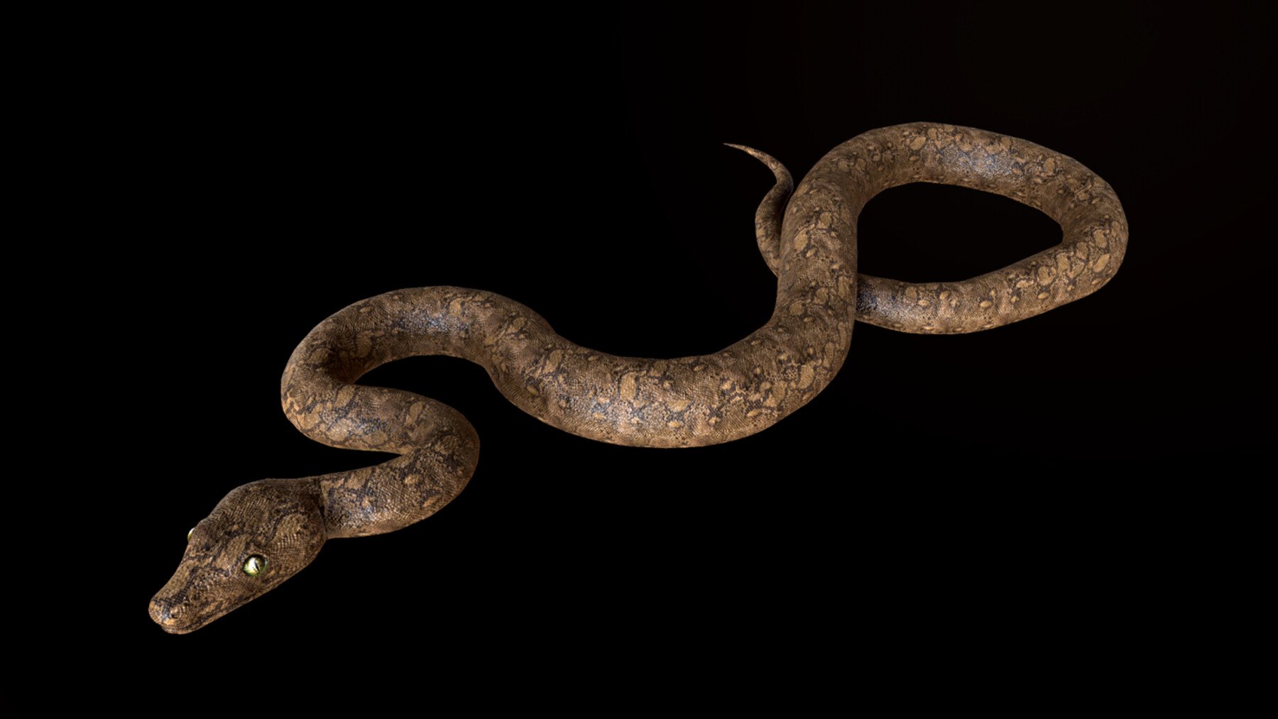 ArtStation - 3D Snake