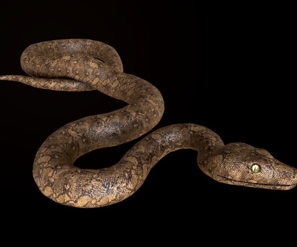 93,106 Python Snake Images, Stock Photos, 3D objects, & Vectors