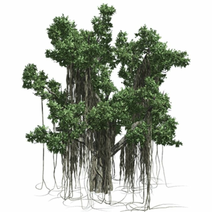 ArtStation - Resource-Plant Banyan | Resources