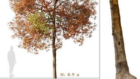 Set of American Sweet Gum Tree (Liquidambar styraciflua) (2 Trees) ( 3Ds MAX - Blender - Unreal Engine - Cinema4D - FBX - OBJ )