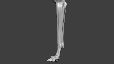 Dog Front Leg Highpoly Sculpt