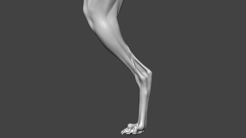 Dog Rear Leg Highpoly Sculpt