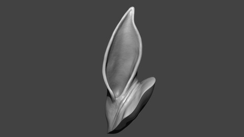 Horse Ear Highpoly Sculpt