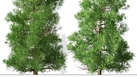 Set of Cryptomeria japonica Tree ( Sugi ) (2 Trees) ( 3Ds MAX - Blender - Unreal Engine - Cinema4D - FBX - OBJ )