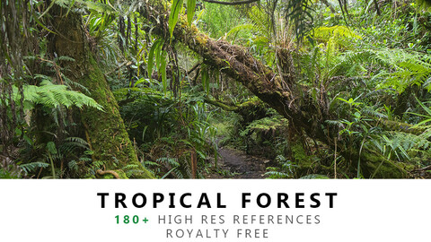 Tropical Forest Texture PACK