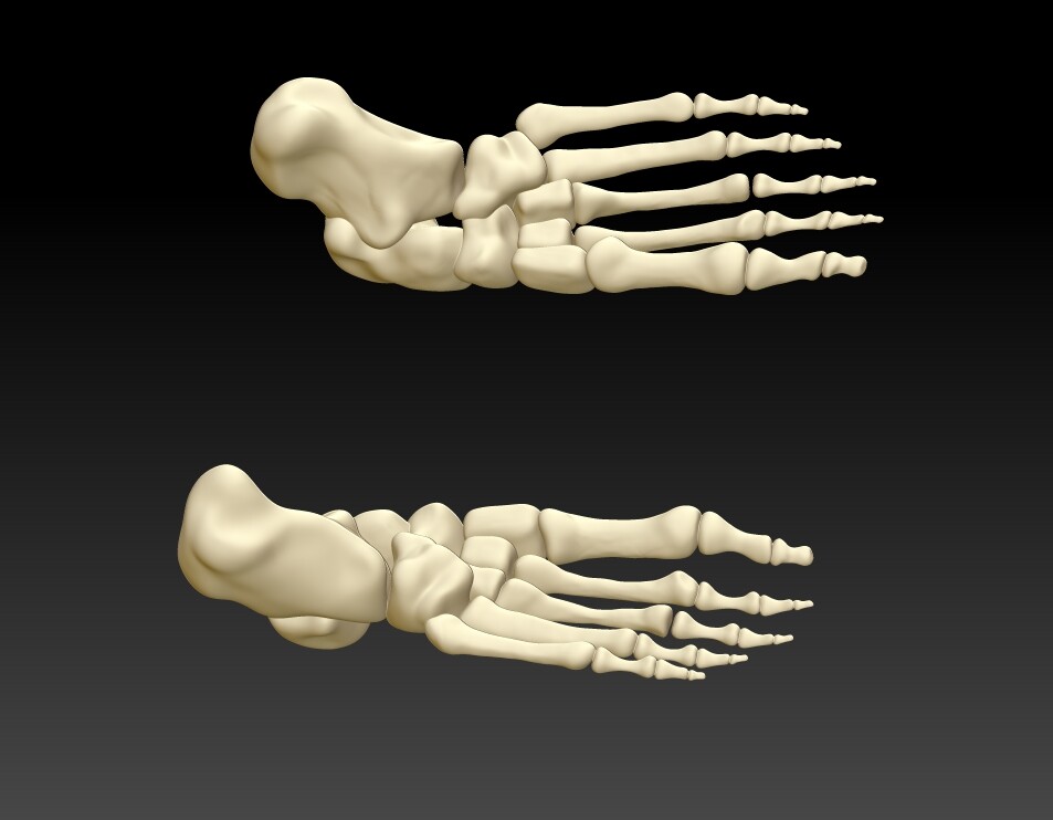 ArtStation - Human foot 3D model, human foot structure 3D printing