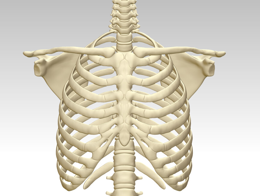 ArtStation - 3D printing and downloading of human sternum structure ...