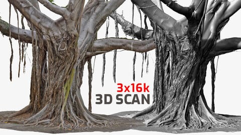 Giant Ficus Tree #5 Ultra HQ mesh 3 x 16k Textures RAW 3D Scan