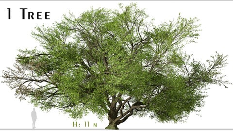 Quercus virginiana Tree ( Southern live oak ) ( 3Ds MAX - Blender - Unreal Engine - Cinema4D - FBX - OBJ )