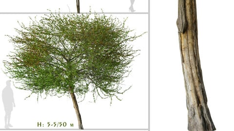 Set of English Hawthorn Tree ( Crataegus monogyna ) (2 Trees) ( 3Ds MAX - Blender - Unreal Engine - Cinema4D - FBX - OBJ )