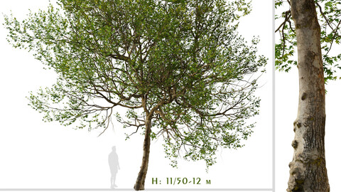 Set of Western sycamore Tree ( Platanus racemosa ) ( 2 Trees ) ( 3Ds MAX - Blender - Unreal Engine - Cinema4D - FBX - OBJ )