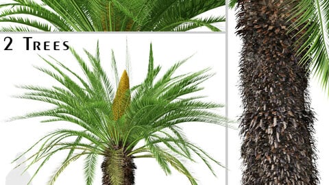 Set of Sago palm Tree ( Cycas revoluta ) (2 Trees) ( 3Ds MAX - Blender - Unreal Engine - Cinema4D - FBX - OBJ )