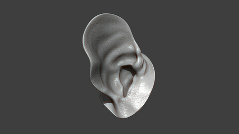 Rat Ear Highpoly Sculpt