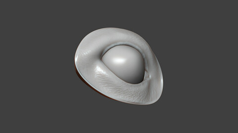 Rat Eye Socket Highpoly Sculpt