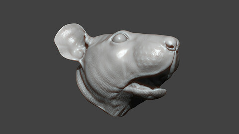 Rat Head Highpoly Sculpt