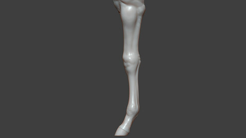 Horse Foal Front Leg Highpoly Sculpt