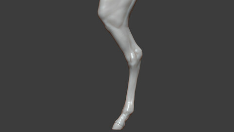 Horse Foal Rear Leg Highpoly Sculpt
