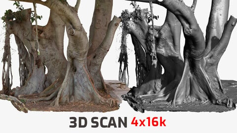Giant Ficus Tree #2 RAW  3D Scan 4 x 16k Textures OBJ ULTRA HQ mesh