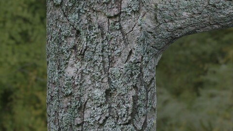 Tree Bark 22 PBR Material