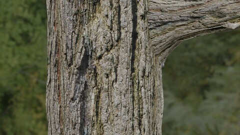 Tree Bark 26 PBR Material