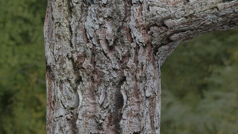 Tree Bark 29 PBR Material