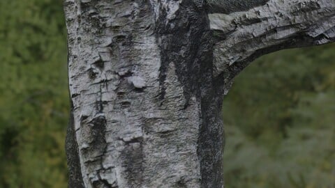 Tree Bark 35 PBR Material