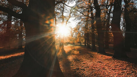 Free photography autumn mood, tree and sunrays for photobashing, reference study, etc.