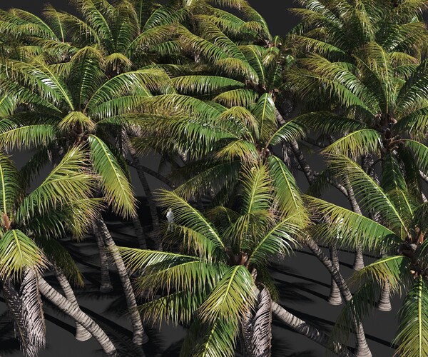 Artstation Coconut Tree Volume Pack 02 Resources