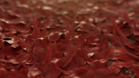 Realistic Japanese Maple Leaves Pack - Atropurpureum