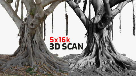Giant Ficus Tree #1 Textures 5x16k \ 5x24k 3D Model RAW 3D scan