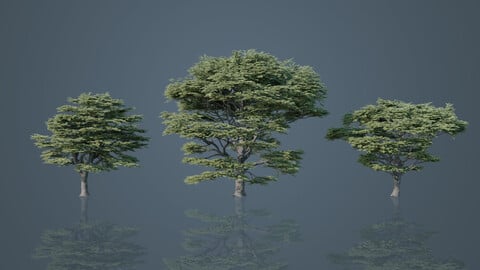Cedrus Libani - Big Cedar Trees