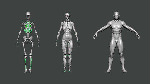 3D Model-ANATOMY0020