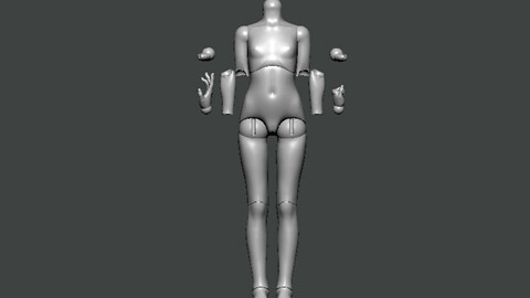 3D Model-ANATOMY0021