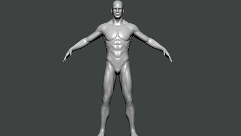 3D Model-ANATOMY0025