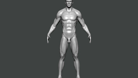 3D Model-ANATOMY0030