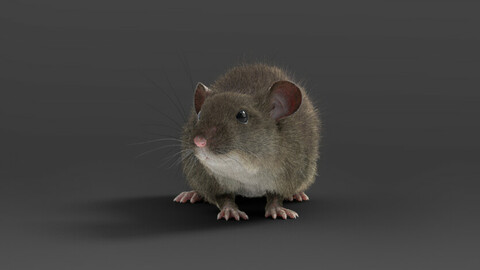 Rat(Mouse) Animated | VFX Grace